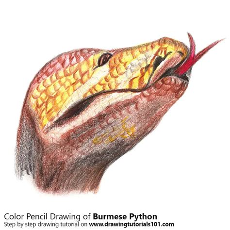 Image result for Python Animal Drawing