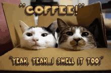 Image result for Cat Sipping Coffee GIF
