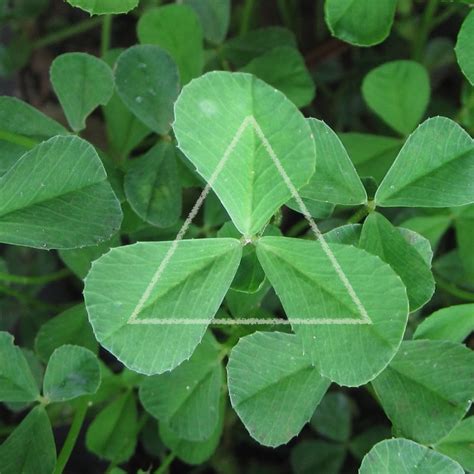 Image result for Nature Guide Triangle