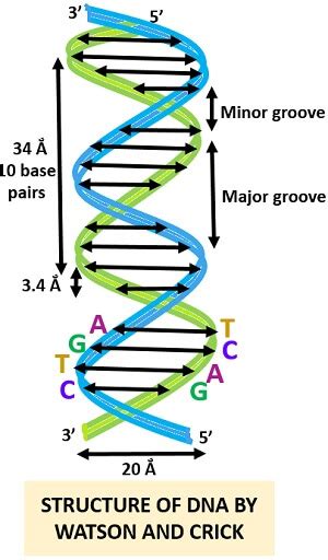 Afbeeldingsresultaten voor Model of DNA Structure