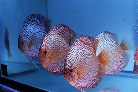 Image result for Discus Fish Set UPS