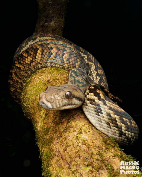 Toradh íomhá ar Cairns Python's