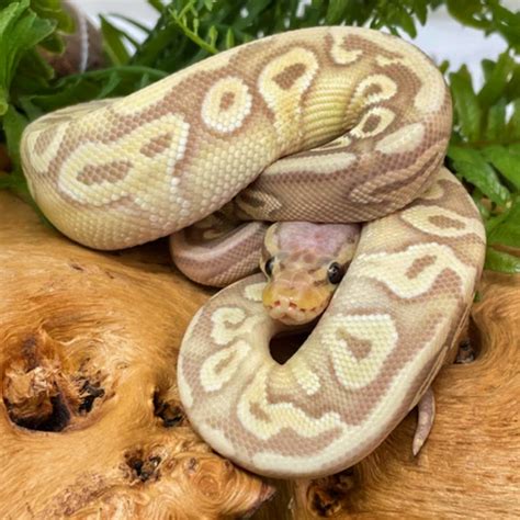 Large Ball Python に対する画像結果