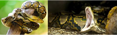 Image result for Sawa O Python