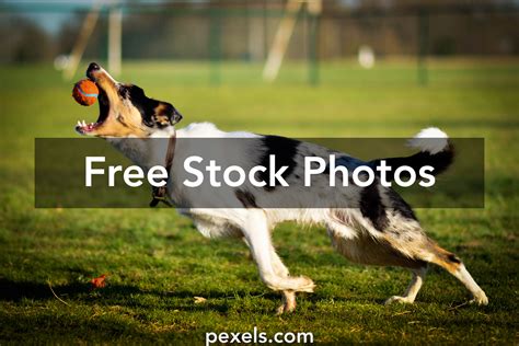 Image result for How to Catch a Dog