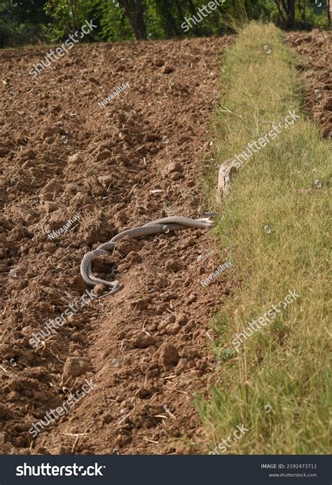 Image result for The Mating of Snakes