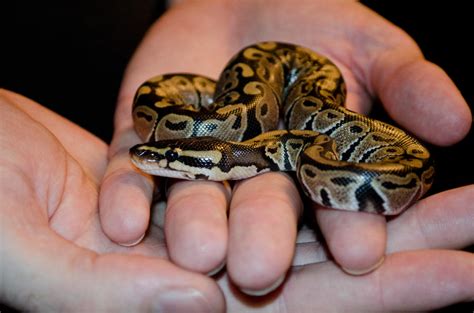 Image result for Ball Python Children