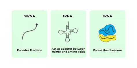 Image result for Translatie RNA