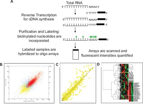 Image result for cDNA Probe