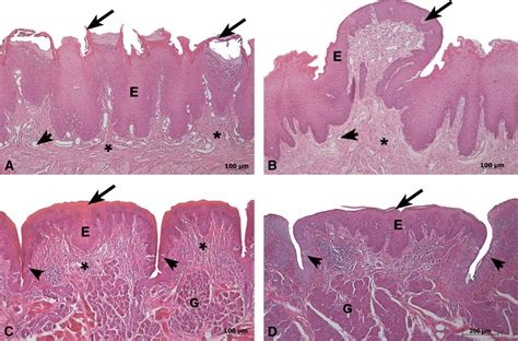 Toradh íomhá ar Filiform Papillae