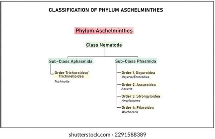 Toradh íomhá ar Classification Flowchart