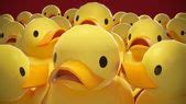 Image result for Roblox Rubber Duck PFP