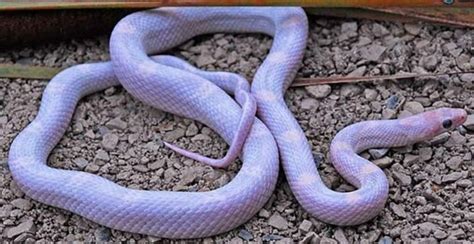 Image result for Lavender Corn Snake