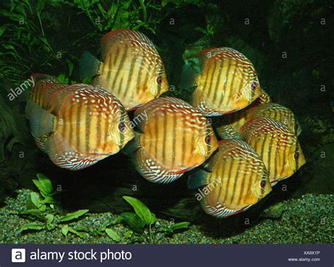 Afbeeldingsresultaten voor Brown Discus