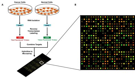 Custom Protein Microarrays-साठीचा प्रतिमा निकाल