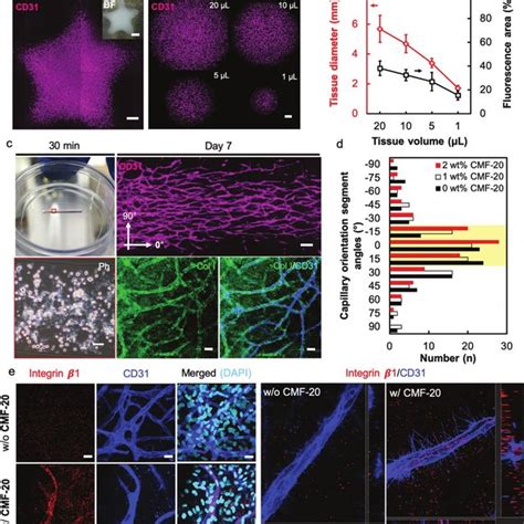 Image result for Capillary in Tissue