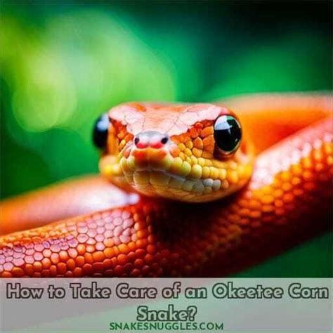 Okeetee Corn Snakes: Care, Breeding & Lifespan Tips