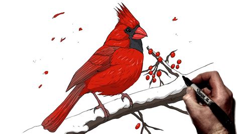 Toradh íomhá ar Cardinal Bird Outline Drawing