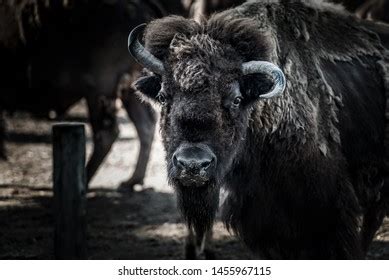 Image result for Buffalo Rock Logo