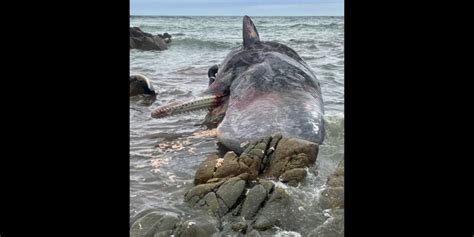 Toradh íomhá ar Bodommeer Deaths