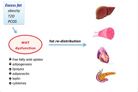 Afbeeldingsresultaten voor Wat Adipose Tissue
