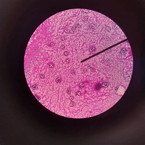 Gram Stain Shapes に対する画像結果