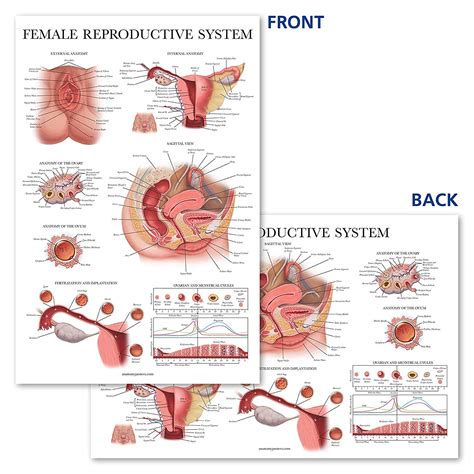 Female Reproductive System Internal and External に対する画像結果
