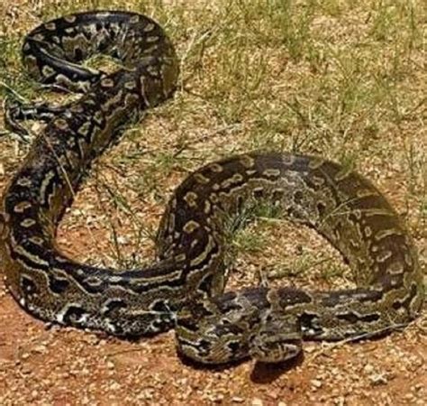 Bisa Memiliki Tubuh yang Sangat Besar, 7 Fakta Tentang Python Sebae ...