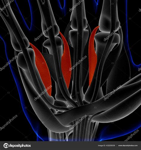 Image result for Soft Muscle Cells