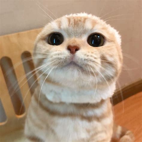 Cute Cats Meme に対する画像結果