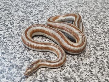 Toradh íomhá ar Plymouth Python