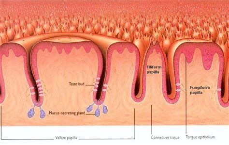 Toradh íomhá ar Filiform Papillae