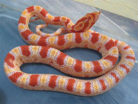 Image result for Okeetee Corn Snake