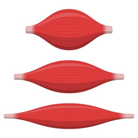 Toradh íomhá ar Smooth Muscle Animation