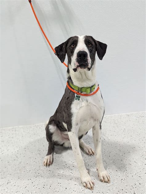 Afbeeldingsresultaten voor Mr Grey in Blazor