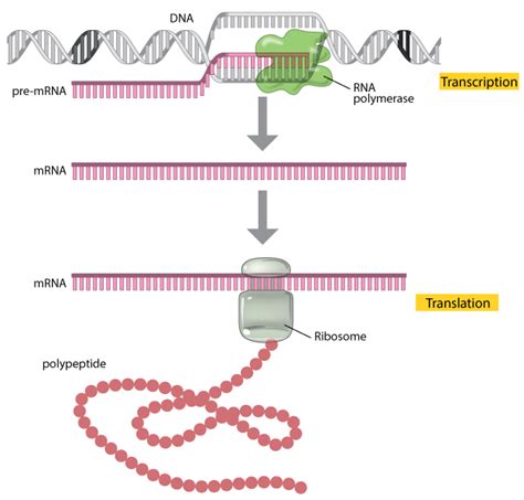 Image result for Translatie RNA