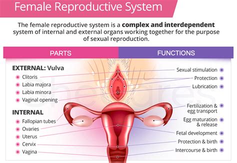 Toradh íomhá ar Female Reproductive System Consists Of