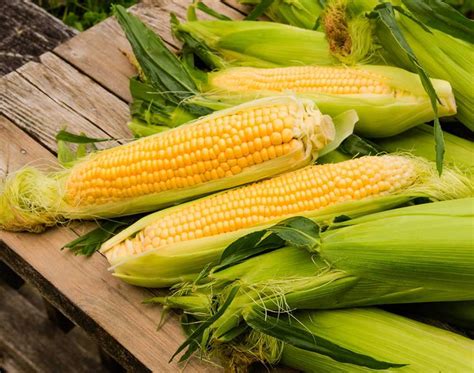 Toradh íomhá ar Corn Snake Size Chart