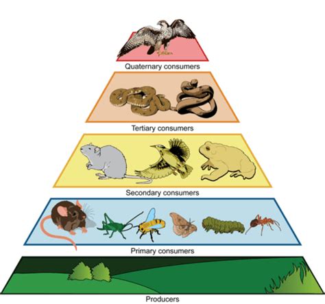 5 Trophic Levels Pyramid के लिए छवि परिणाम