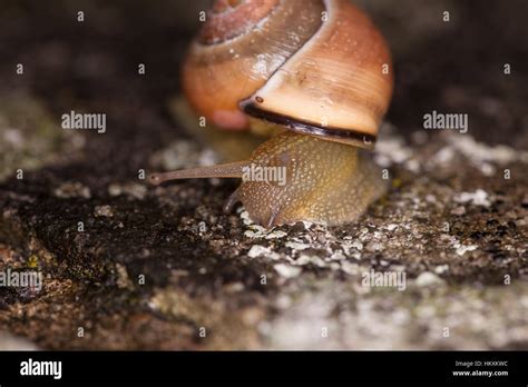 Spotted Snail Out of Shell に対する画像結果