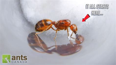 Fire Ant Roblox に対する画像結果