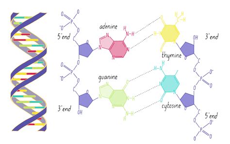 Afbeeldingsresultaten voor Model of DNA Structure