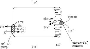 First Principle of Step One in Na に対する画像結果