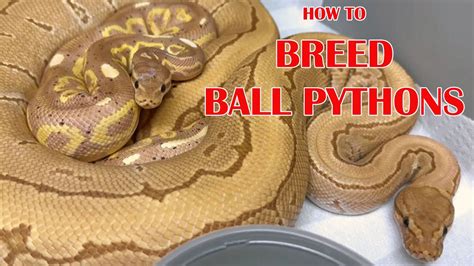 Afbeeldingsresultaten voor Ball Python Parts