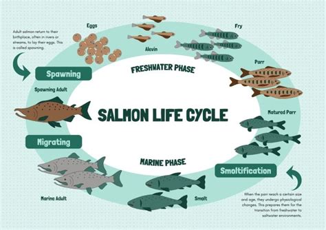 Image result for Pink Salmon Life Cycle