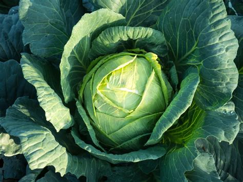 Image result for Cabbage