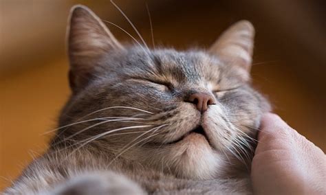 Image result for Cat Superposition