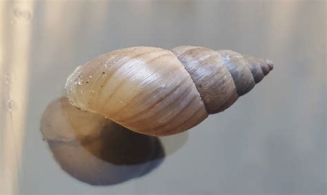 Cone-Shaped Shell に対する画像結果