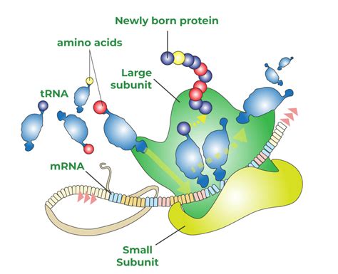 Image result for Translatie RNA