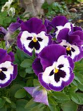 Toradh íomhá ar SA SQL Server